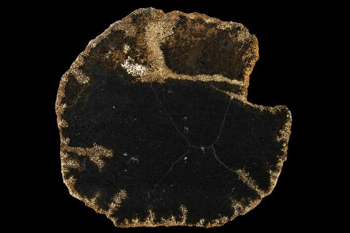 Cretaceous Petrified Tree Fern (Tempskya) Round - Utah #166478